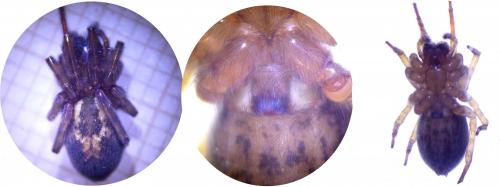 Amaurobius similis
